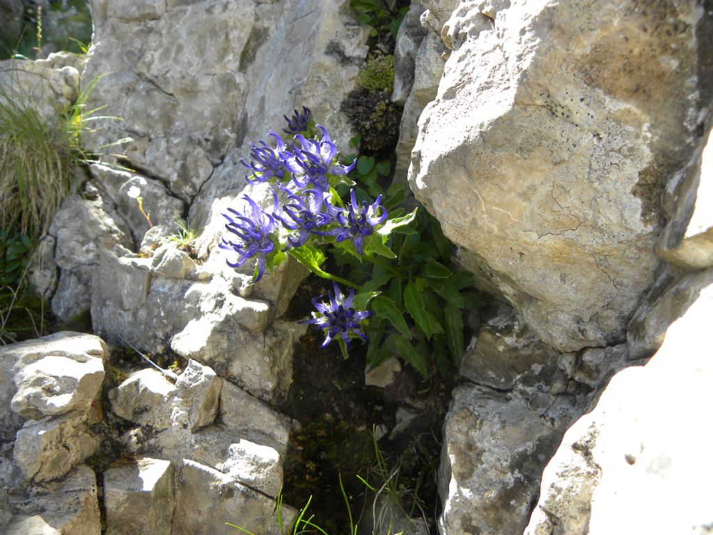 Phyteuma sieberi